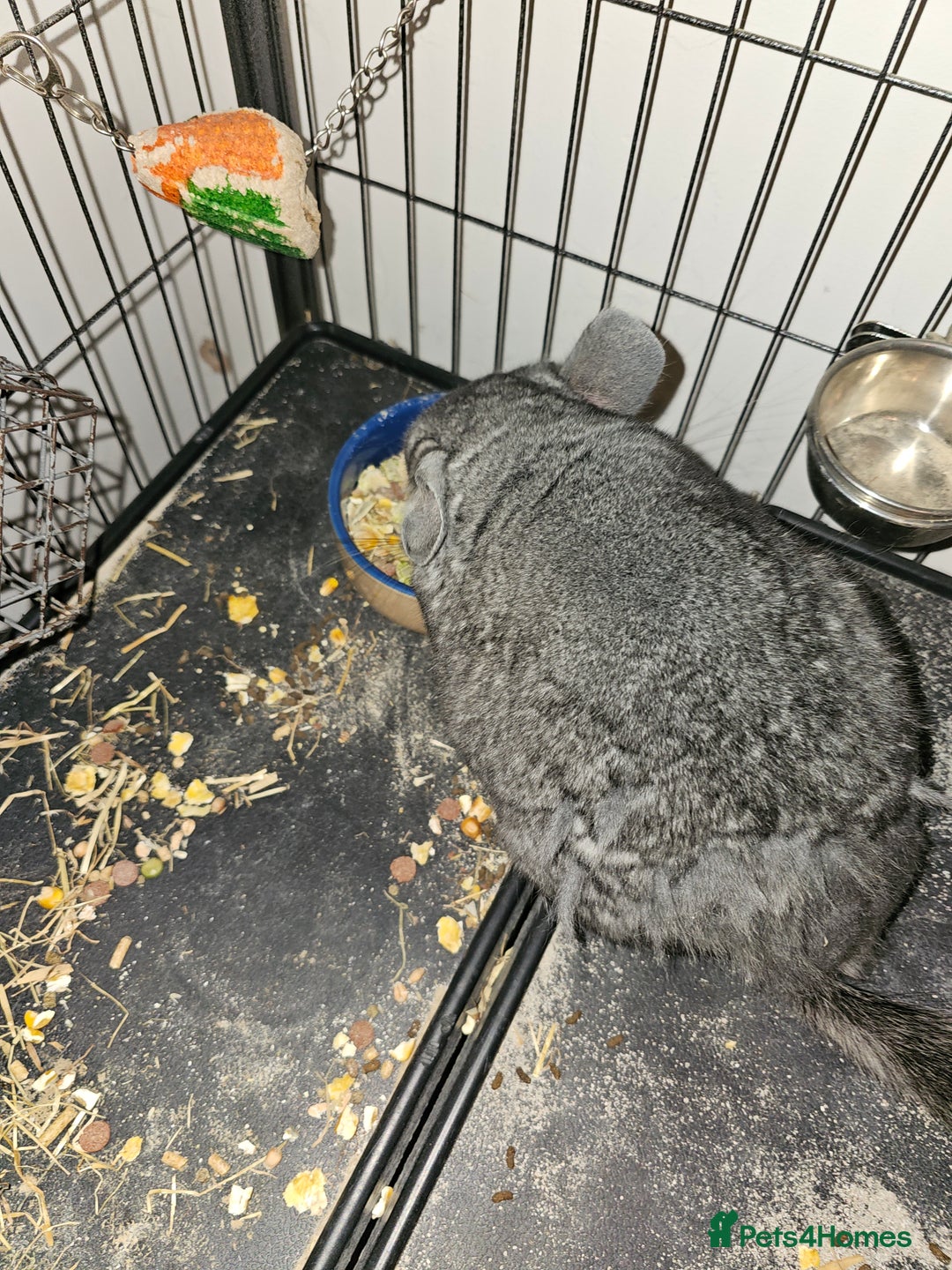 Chinchilla rodents for sale: Chinchilla  - Advert 2