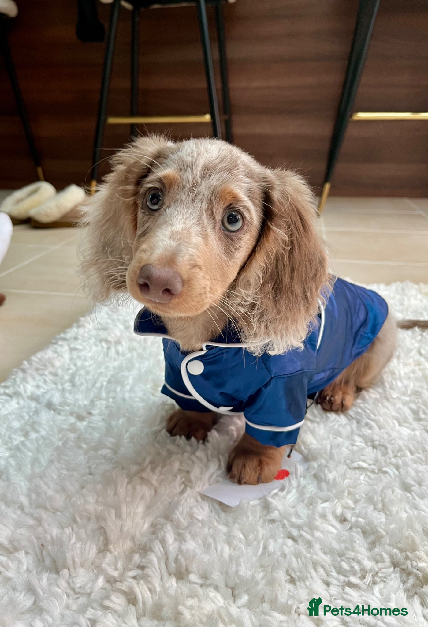 Miniature Dachshund dogs for stud: Dobby £0 - Advert 8