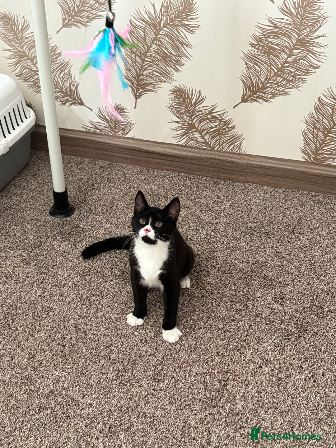 Mixed Breed cats for sale: Two mixed breed kittens for sale - Image 4