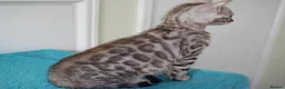 Bengal cats for sale: Superb Bengal Girl Kitten - Advert 6