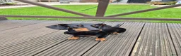 Miniature Dachshund dogs for sale: 3/4 Dachshund 1 year old female in Pontefract - Advert 1