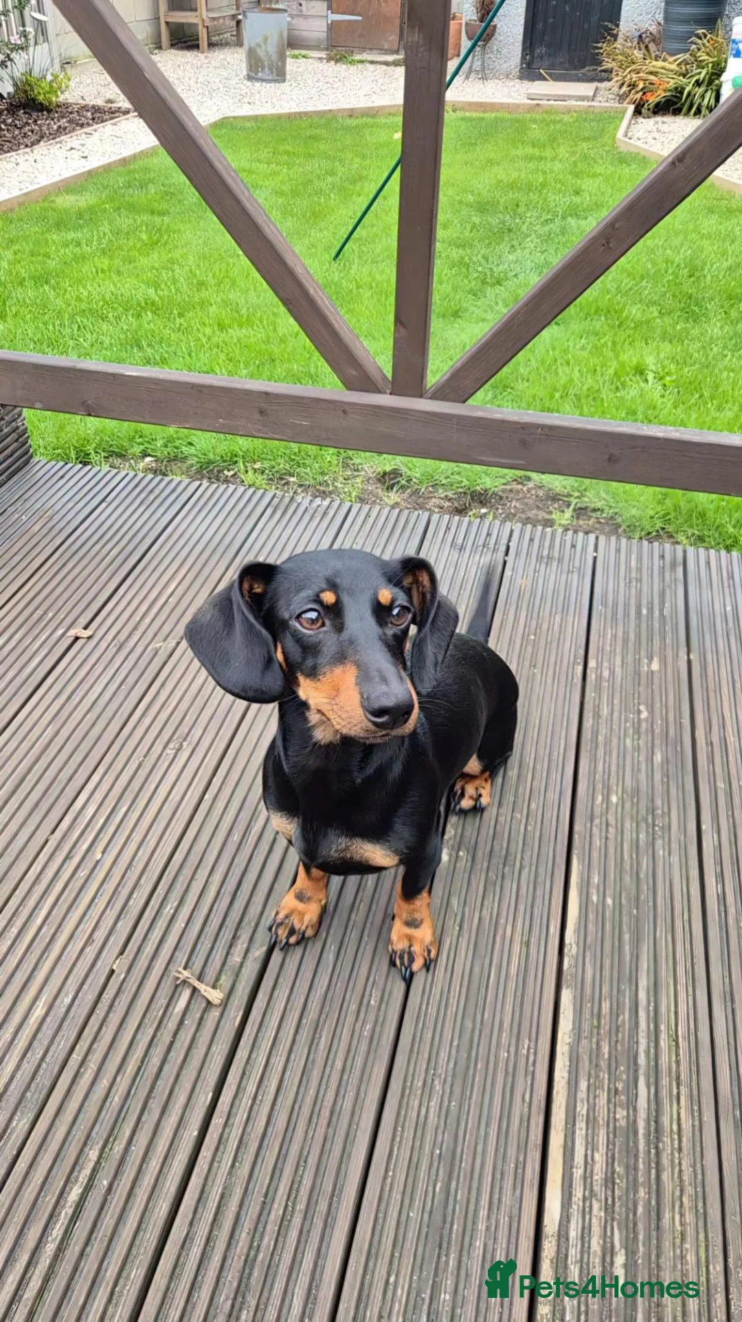 Miniature Dachshund dogs for sale: 3/4 Dachshund 1 year old female in Pontefract - Advert 1