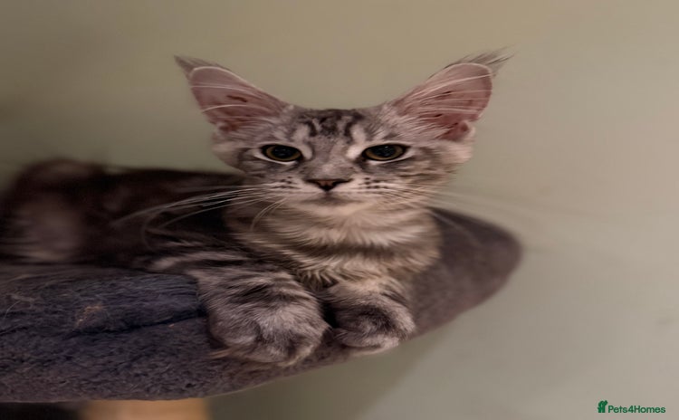 Maine Coon cats - Advert 13