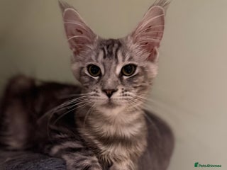 Maine Coon cats - Advert 6