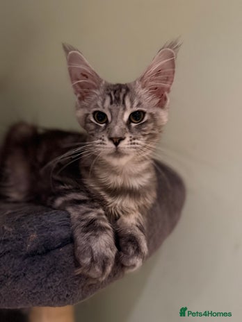 Maine Coon cats - Advert 6