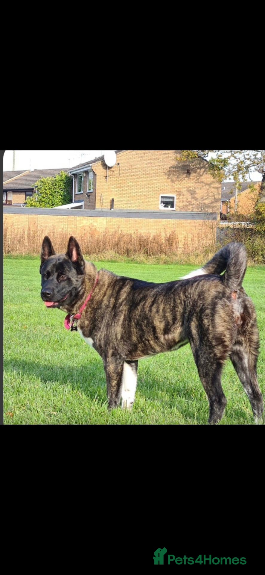 Akita dogs for sale: Free to a good home - Advert 1