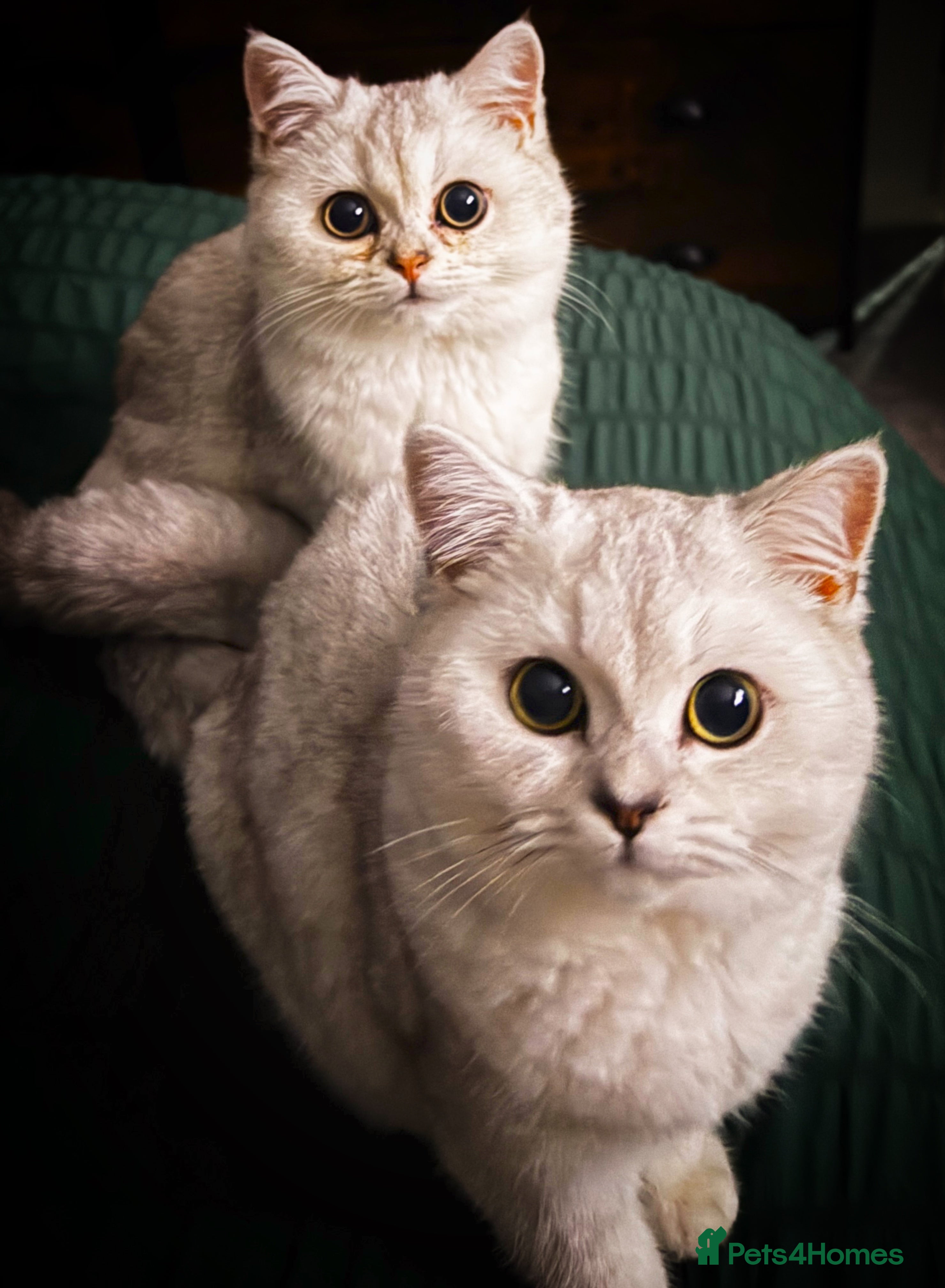 British Shorthair cats British Shorthair Girl - Advert 1