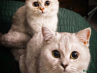 British Shorthair cats British Shorthair Girl - Advert 1