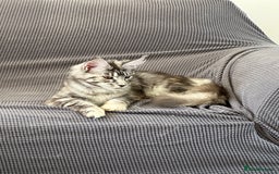 Maine Coon cats for sale: Maine Coon  - Image 5