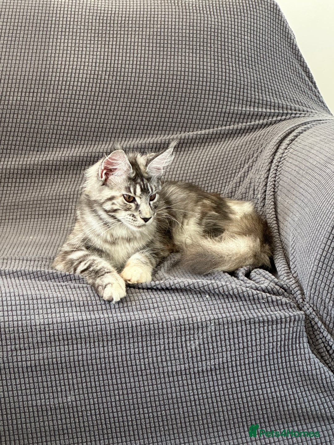 Maine Coon cats for sale: Maine Coon  - Image 5