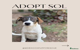 Mixed Breed dogs for sale: Mixed breed - Image 4