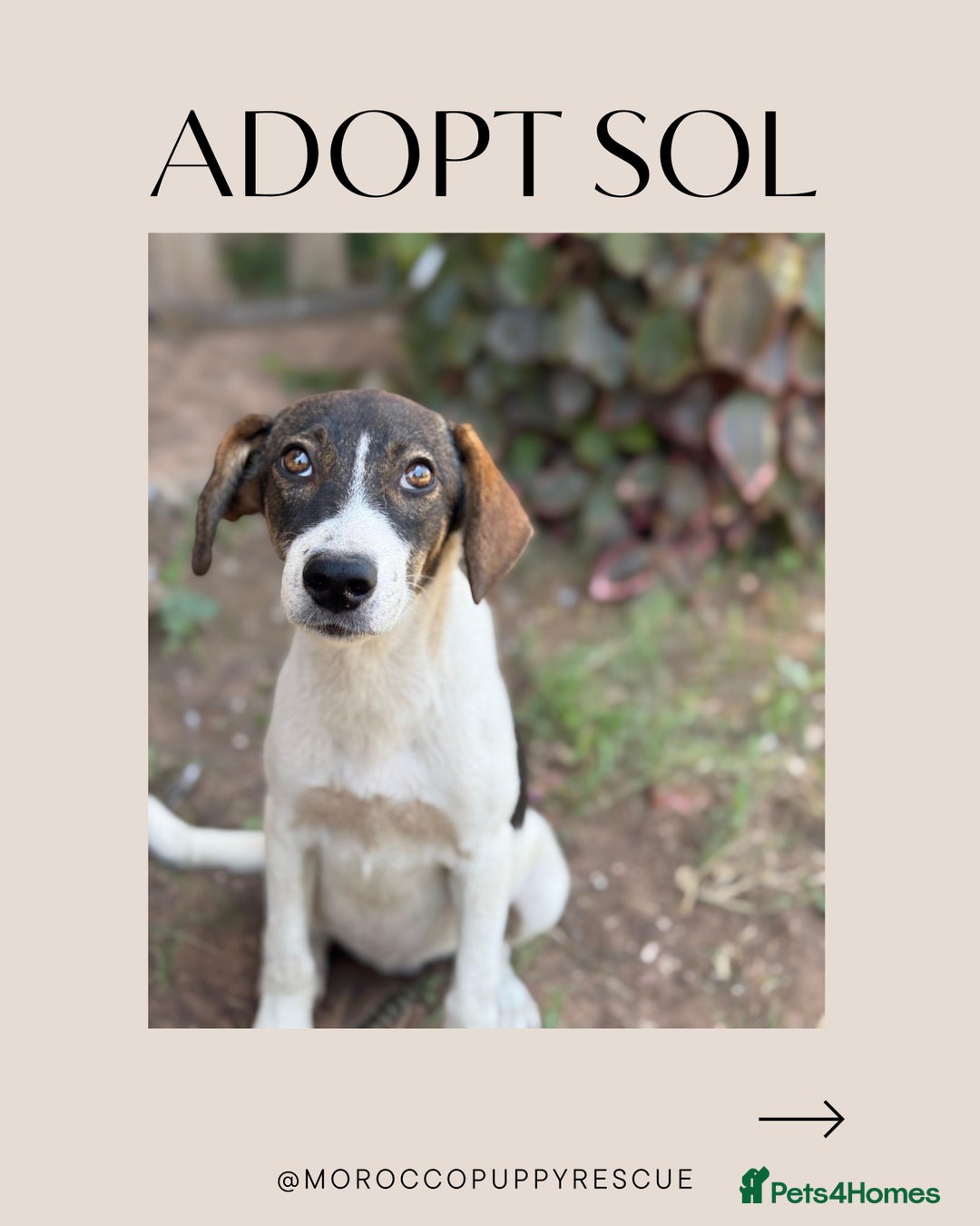 Mixed Breed dogs for sale: Mixed breed - Image 4