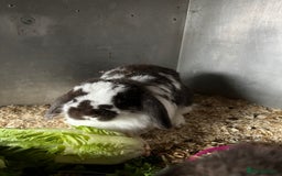 Mini Lop rabbits for sale: pure breed mini lops for sale - Advert 5