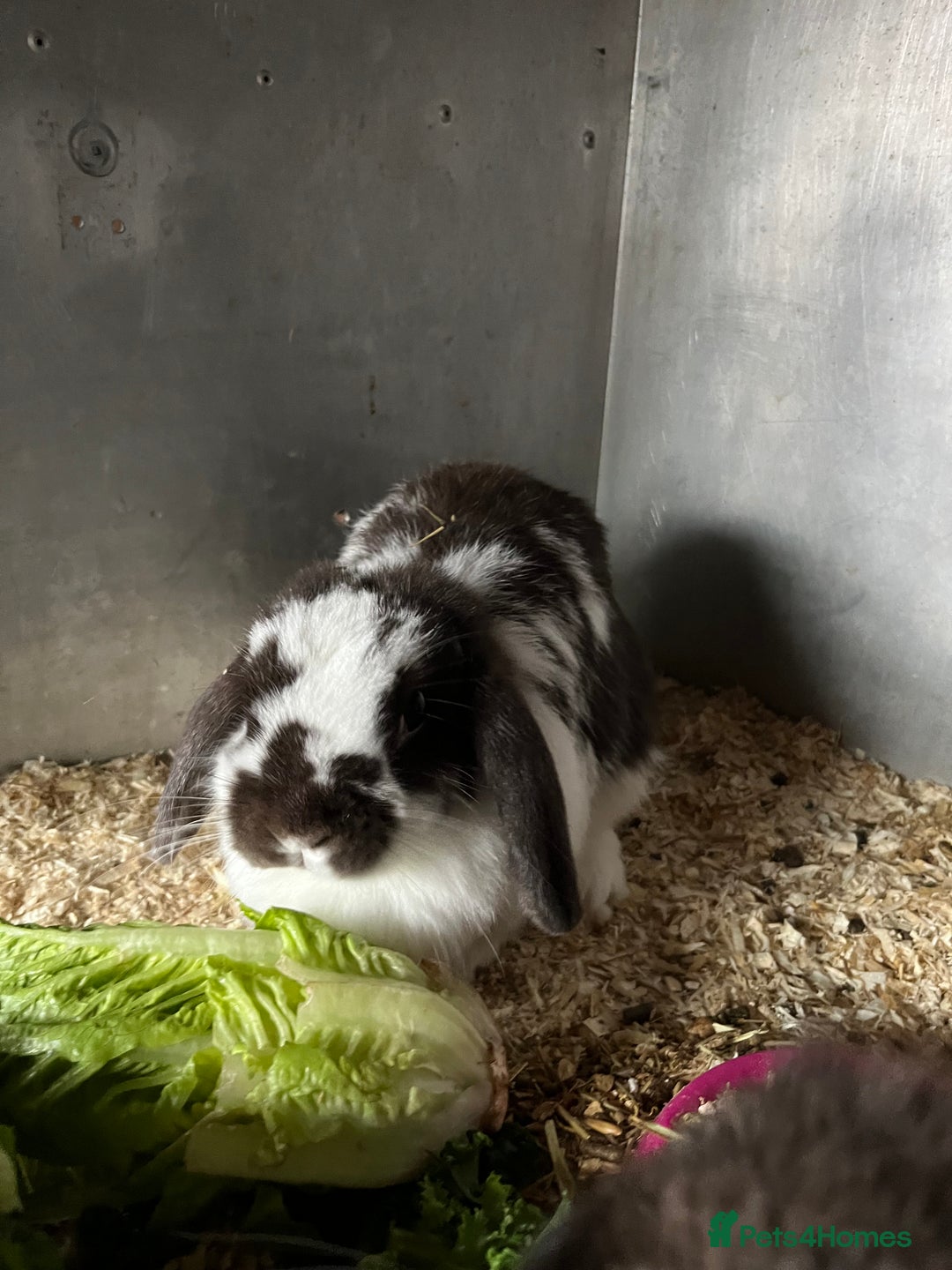 Mini Lop rabbits for sale: pure breed mini lops for sale - Advert 5