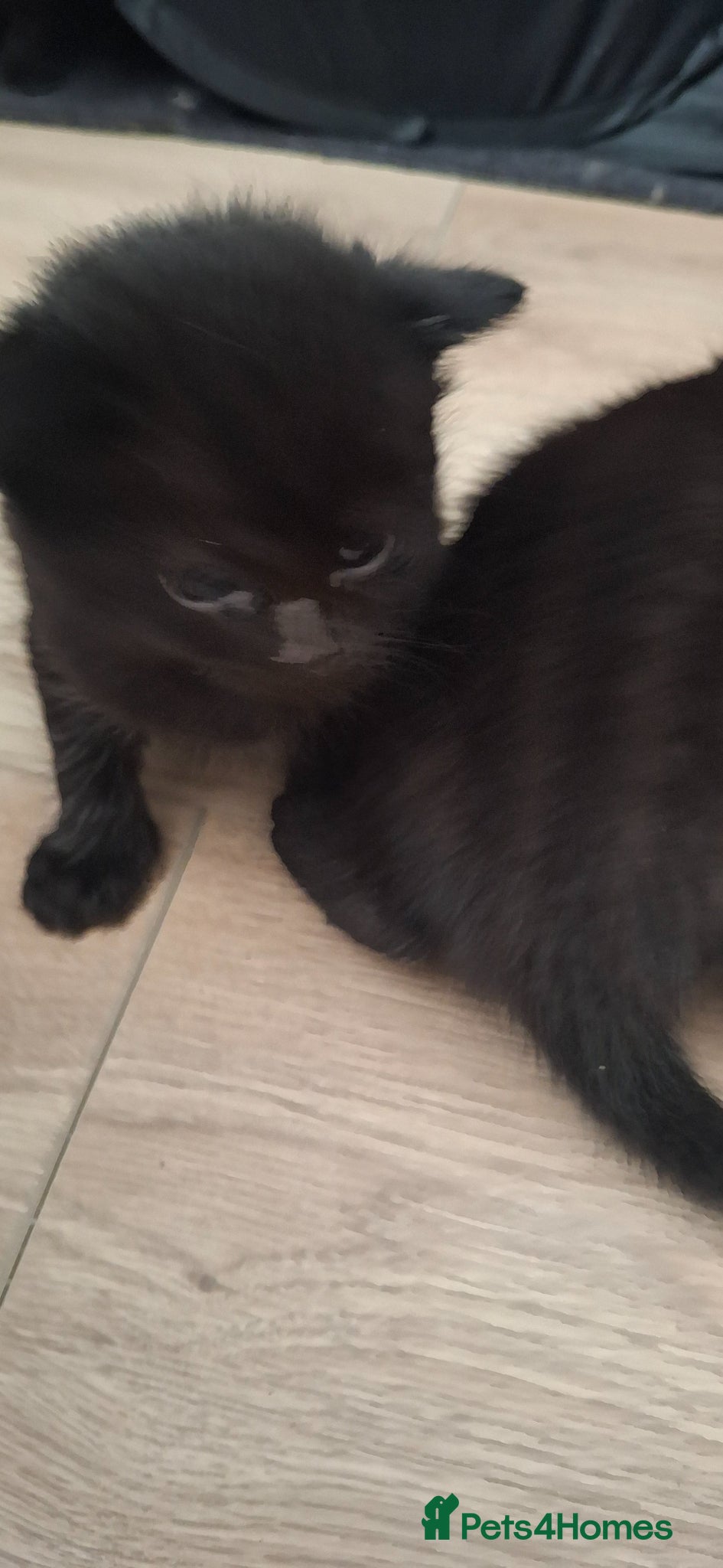 Mixed Breed cats for sale: British longhaired x kittens  in Leiston - Advert 7