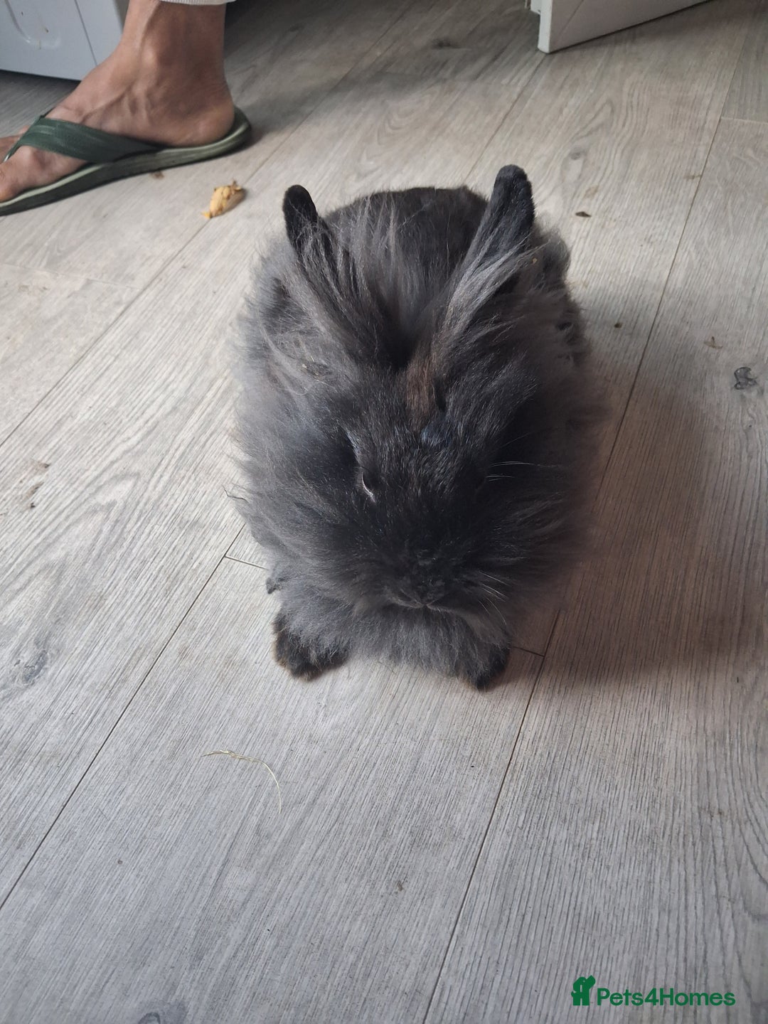 Lionhead rabbits for sale: Lionhead  - Advert 6