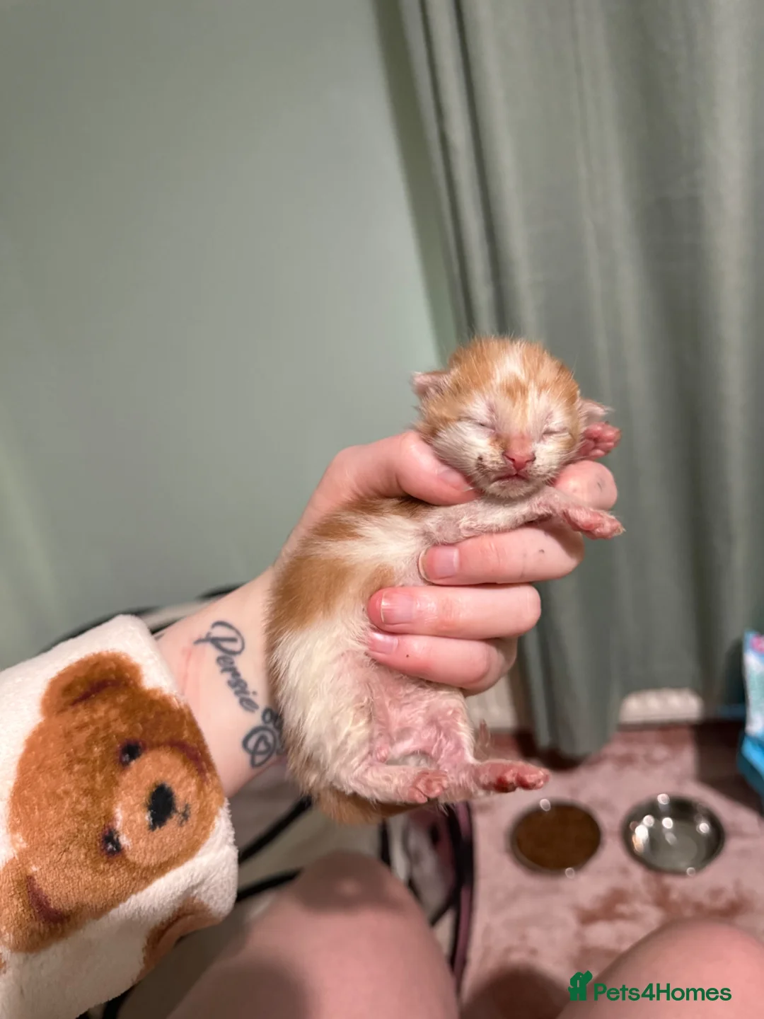 Mixed Breed cats for sale: Kittens for sale  in Largs - Advert 2