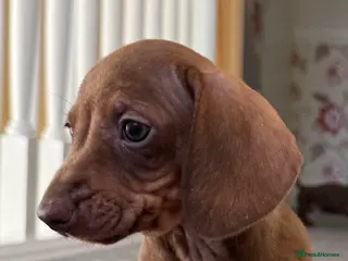 Miniature Dachshund dogs Mini dachshund puppies - Advert 2