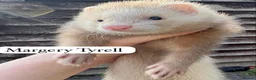 Ferret rodents for sale: ANGELICFERRETS. ONLY 4 JILLS LEFT. READY NOW - Advert 13
