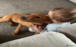 Labrador Retriever dogs for sale: Beautiful Labrador  - Image 10