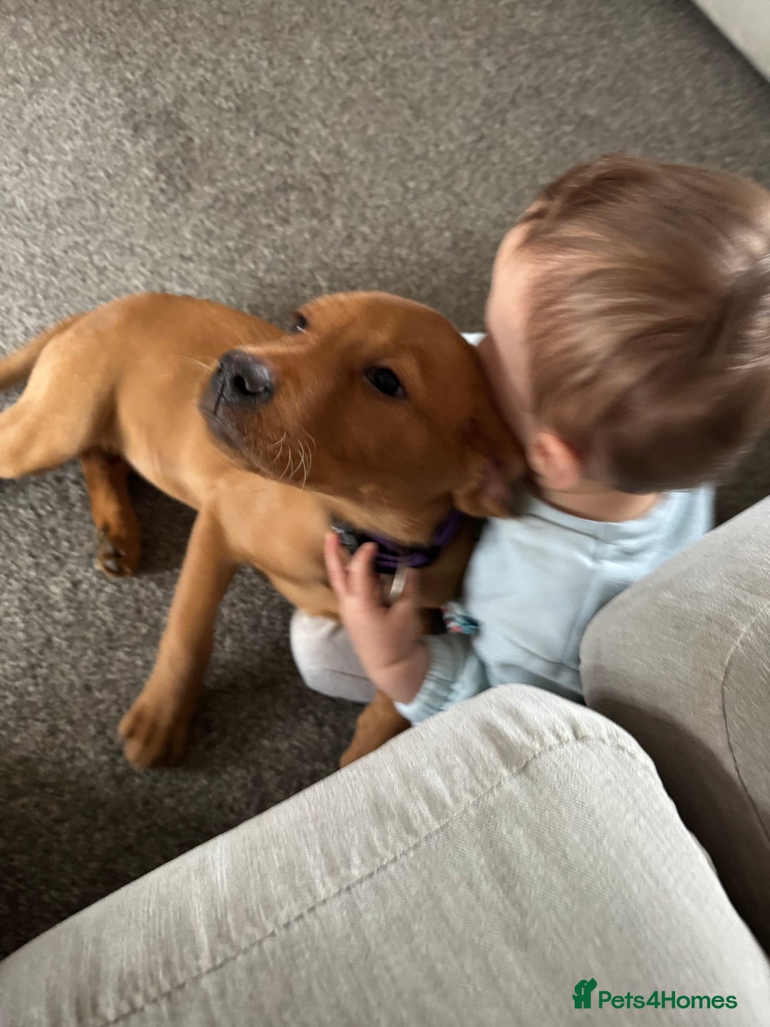 Labrador Retriever dogs for sale: Beautiful Labrador  - Image 10