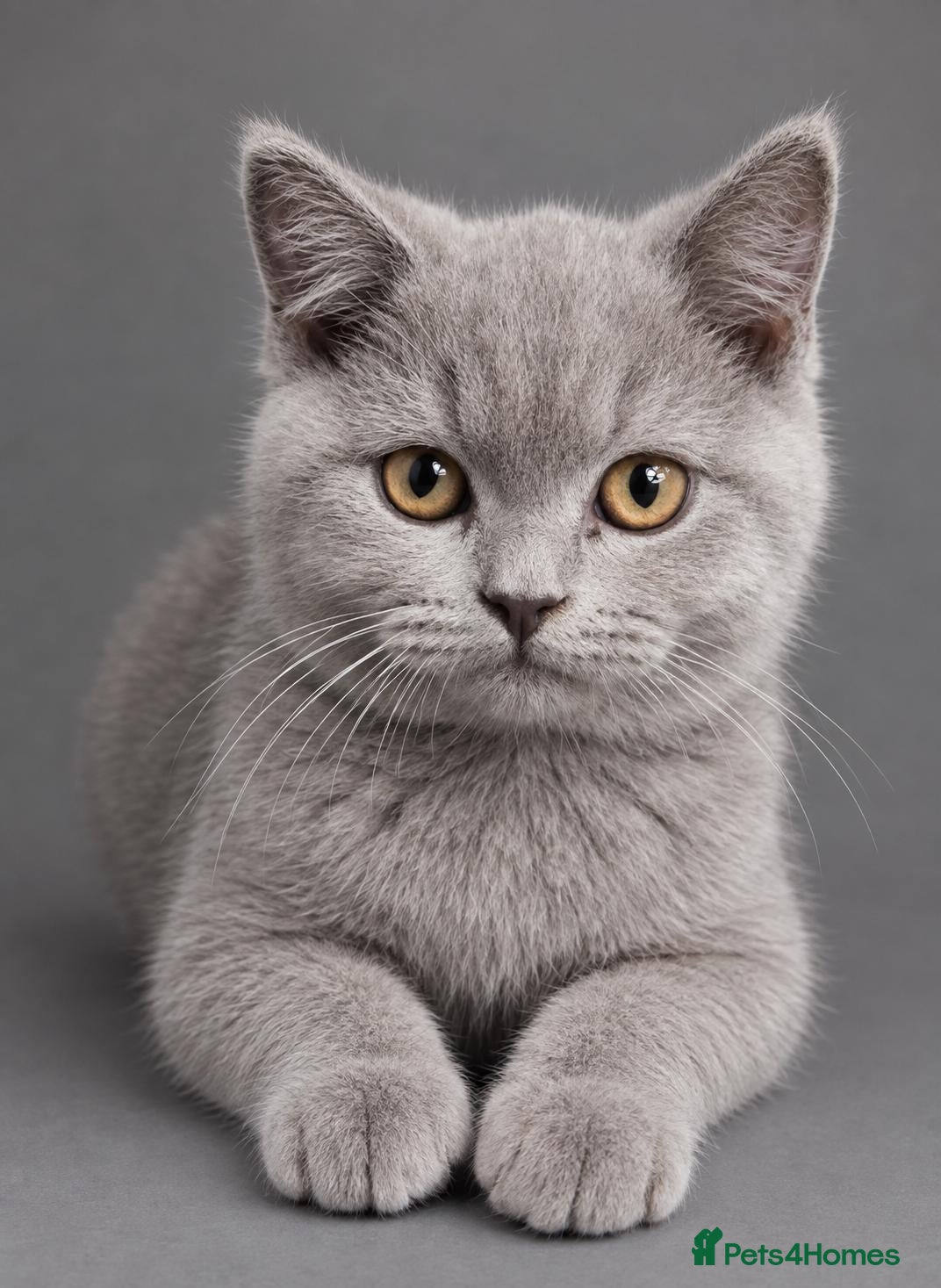 British Shorthair cats GCCF ACTIVE MALE LILAC BRITISH SHORTHAIR  - Advert 2