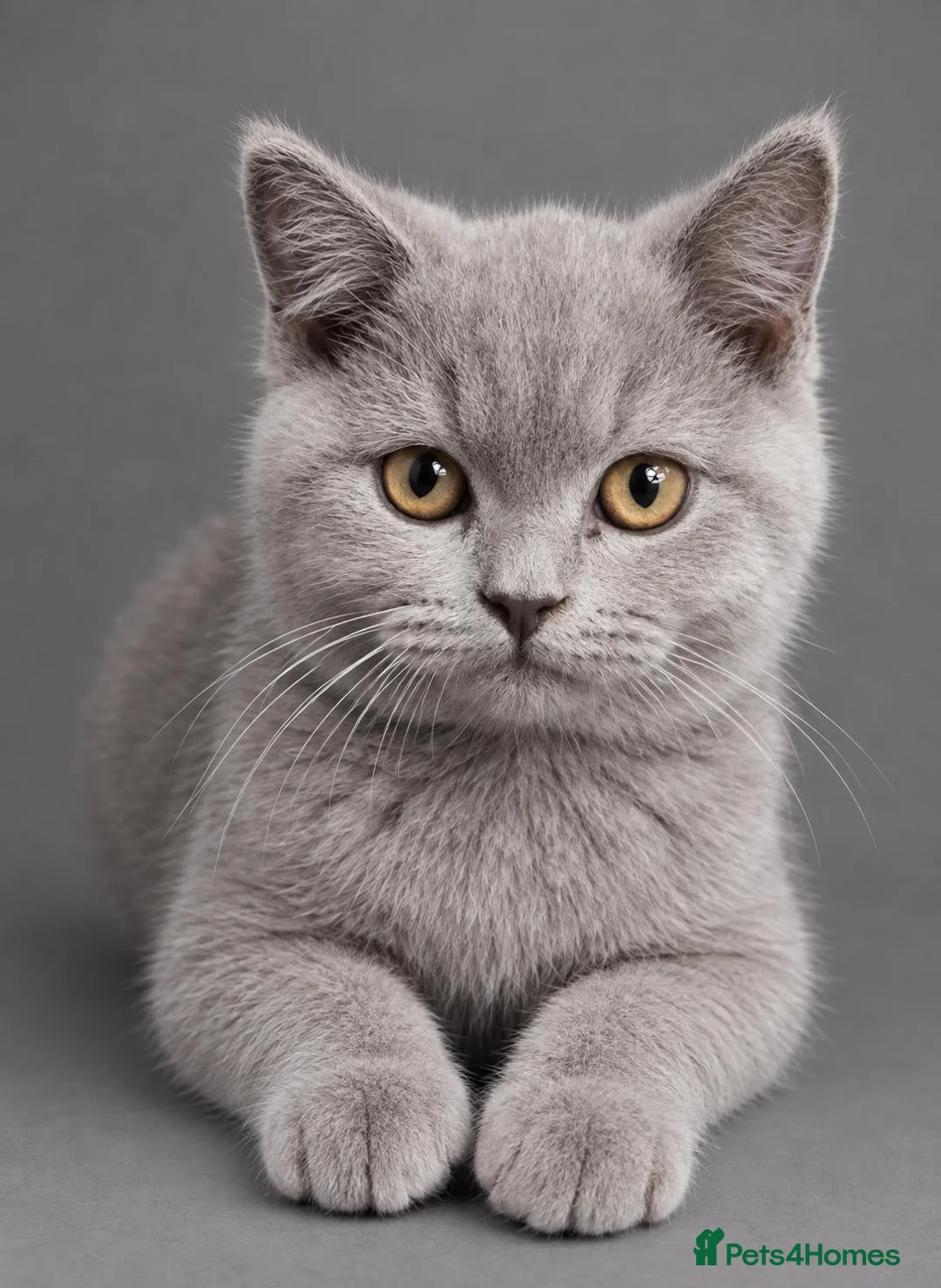British Shorthair cats for sale: GCCF ACTIVE MALE LILAC BRITISH SHORTHAIR  - Advert 1