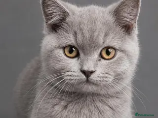 British Shorthair cats GCCF ACTIVE MALE LILAC BRITISH SHORTHAIR - Advert 2