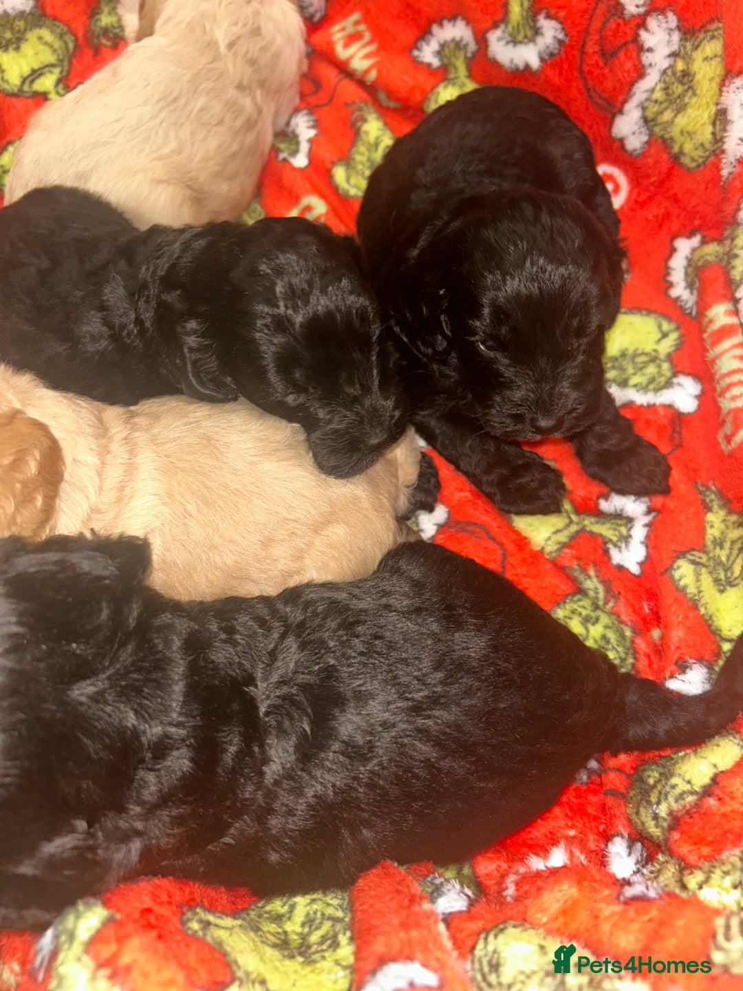 Cockapoo dogs for sale: F1 cockapoo puppies  - Advert 14