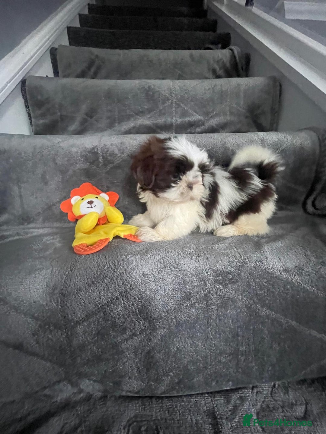 Shih Tzu dogs for sale: Imperial shih tzu pups  - Image 8