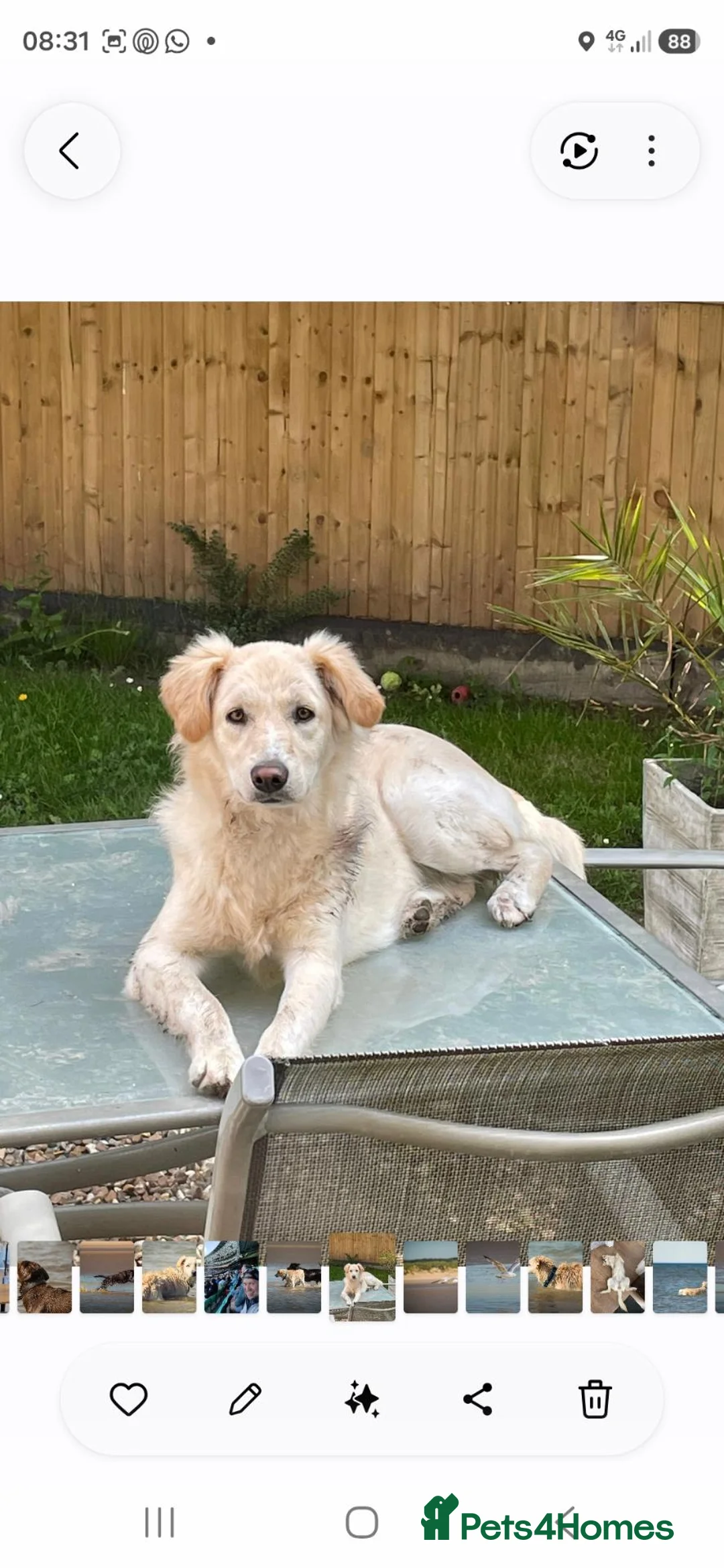 Mixed Breed dogs for sale: Rehome needed for Bailey in Crowborough - Advert 2