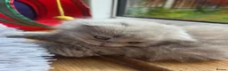 British Shorthair cats for sale: Kittens lilac and blue boys, shorthair, longhair  - Advert 7