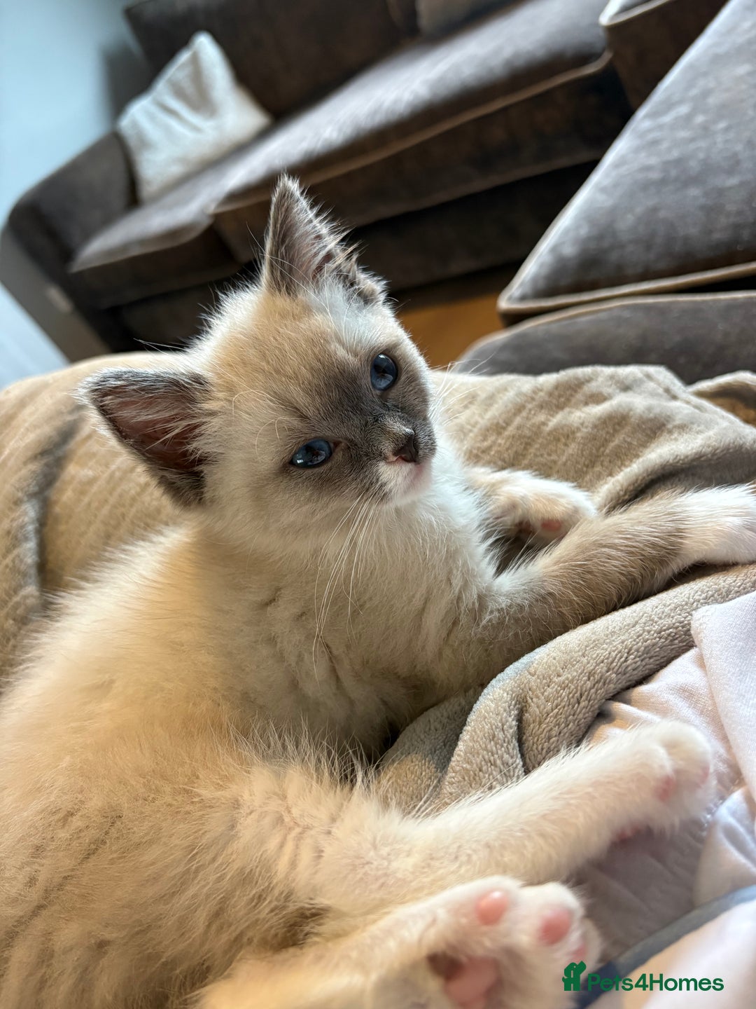 Ragdoll cats for sale: Ragdoll Kitten  - Advert 1