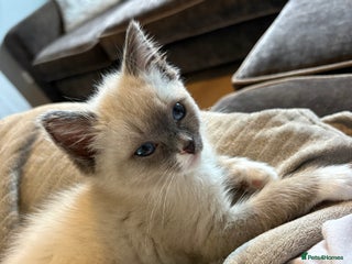 Ragdoll cats Ragdoll Kitten - Advert 1