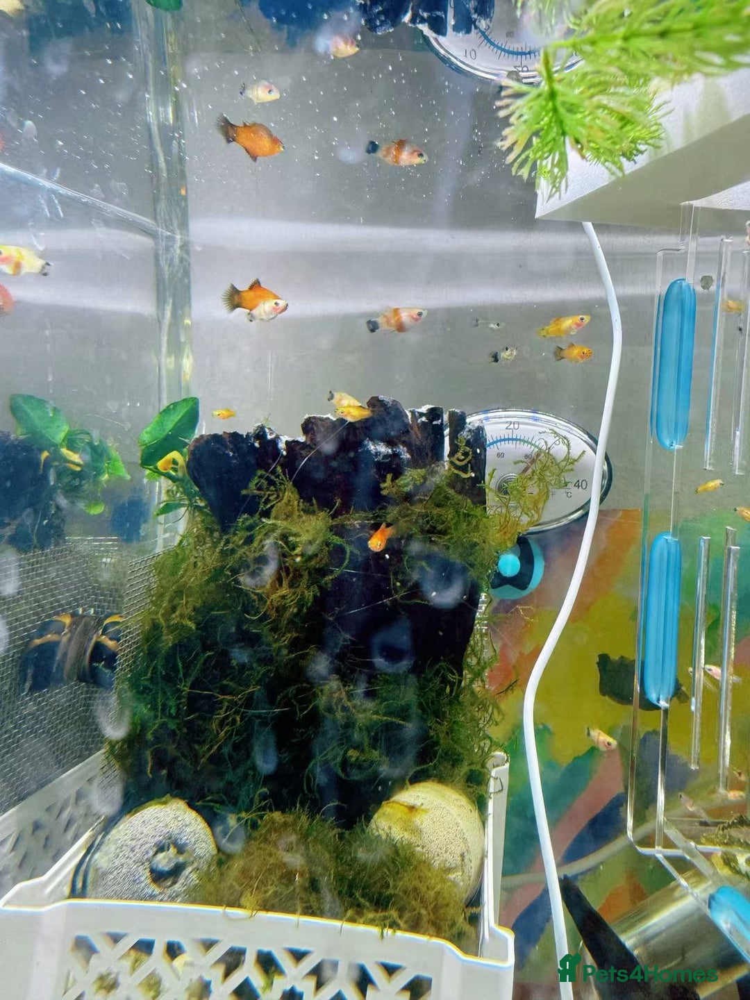 Plecos fish for sale: Beautiful small Platy, Guppy &Pleco – Hobby Tank - Advert 8