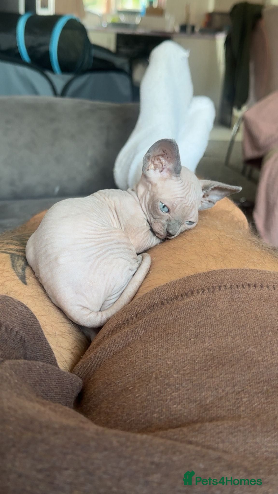Sphynx cats Spynx kitten  - Advert 10