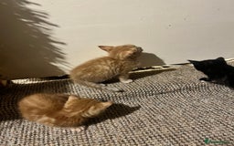 Mixed Breed cats for sale: Beautiful ginger and black kittens  - Image 10