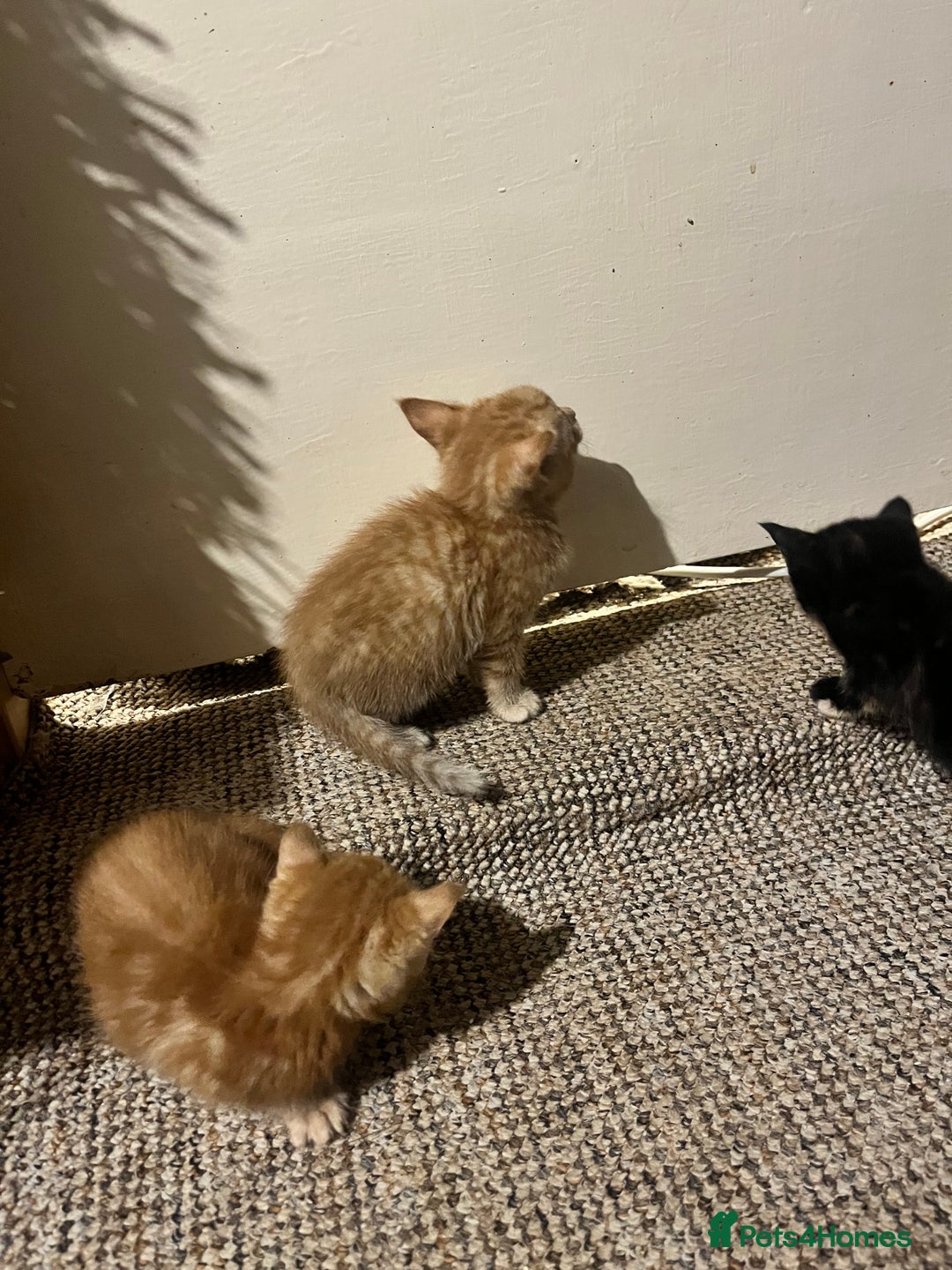 Mixed Breed cats for sale: Beautiful ginger and black kittens  - Image 10
