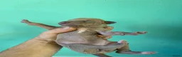Italian Greyhound dogs for sale: Stunning Italian Greyhound Puppies  - Advert 5