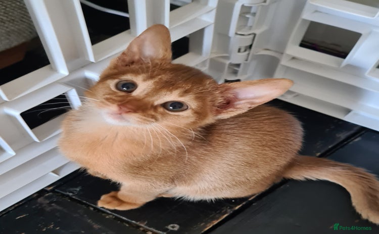 Abyssinian cats - Advert 1