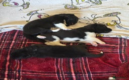 Akita dogs for sale:  ⭐ READY NOW adorable chunky A/AKITAS - Image 10