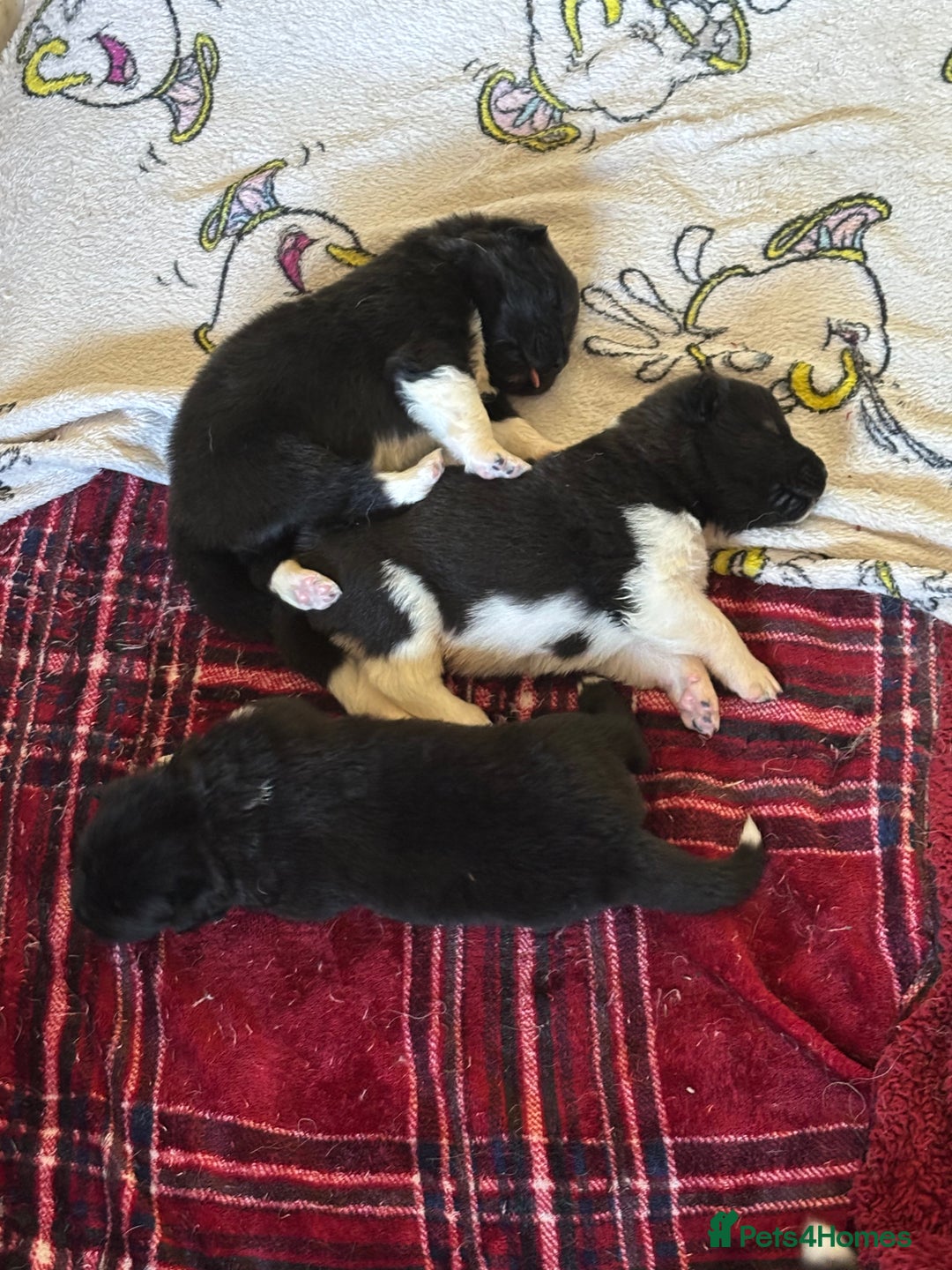 Akita dogs for sale:  ⭐ READY NOW adorable chunky A/AKITAS - Image 10