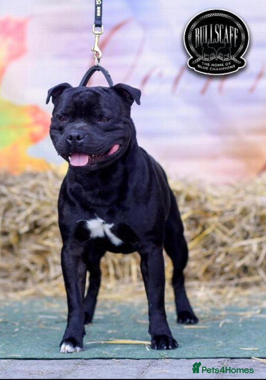 Staffordshire Bull Terrier dogs Staffordshire Bull Terrier Puppies KC Registered - Advert 1