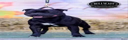 Staffordshire Bull Terrier dogs for sale: Staffordshire Bull Terrier Puppies KC Registered in Drybrook - Advert 1