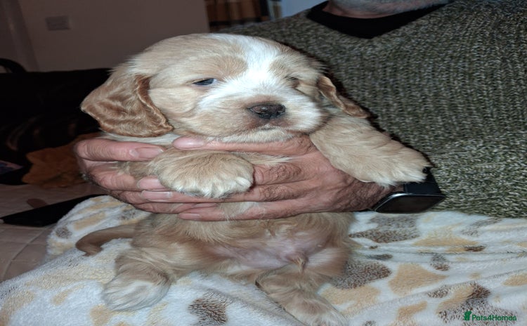 Cocker Spaniel dogs - Advert 2