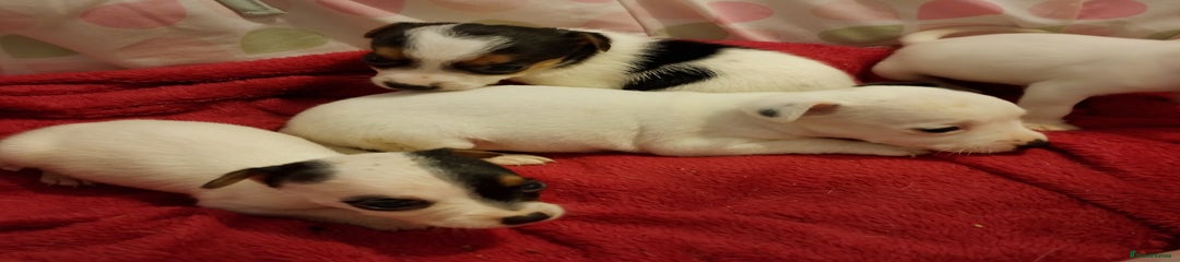 Jack Russell Puppy 2