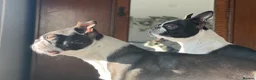 Boston Terrier dogs for sale: 🐾KC registered Boston Terrier Puppies 🐾 in Wrexham - Advert 7