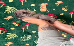 French Bulldog dogs for sale: French bulldog puppy’s  - Image 5