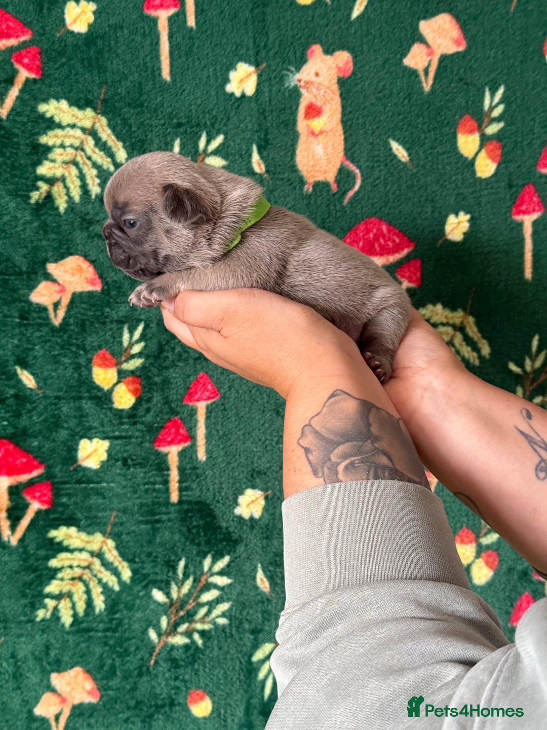 French Bulldog dogs for sale: French bulldog puppy’s  - Image 5