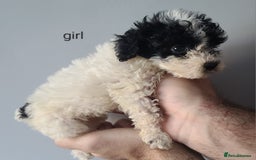 Cockapoo dogs for sale: SUPER PLUSH COATS. F1b Cockapoos. Health Tested - Image 14